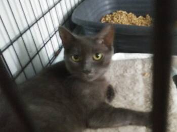 Taz -  Domestic Short Hair Cat for Adoption in PORT WENTWRTH, Georgia - Taz | PetCurious