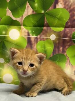 Domestic Short Hair Cats Available for Adoption in San Antonio, Texas - Newfangled | PetCurious