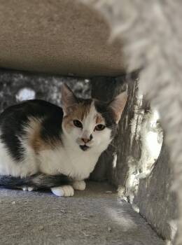 Rescue Domestic Short Hair Cats for Adoption in Midland, Texas - Zara | PetCurious