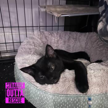 Crow -  Domestic Short Hair Cat for Adoption in Vancouver, British Columbia - Crow | PetCurious