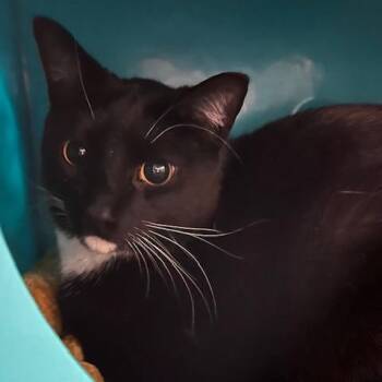 Domestic Short Hair Cats Available for Adoption - Everett | PetCurious