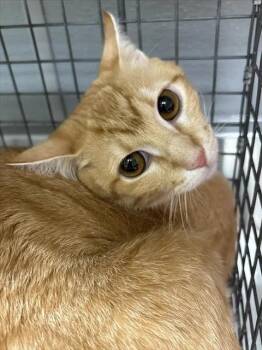 PEPPER -  Domestic Short Hair Cat for Adoption in Las Vegas, Nevada - PEPPER | PetCurious