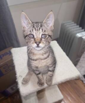 Tia -  Domestic Short Hair Cat for Adoption in East Amwell Township, New Jersey - Tia | PetCurious
