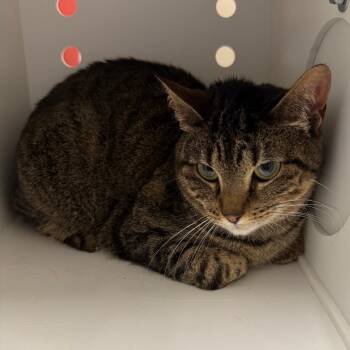 Precious -  Domestic Short Hair Cat for Adoption in Council Bluffs, Iowa - Precious | PetCurious