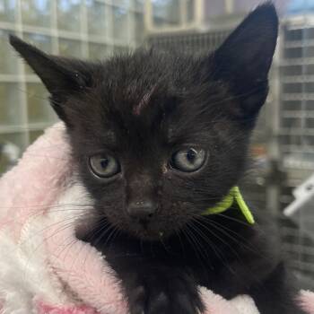 Sarabi -  Domestic Short Hair Cat for Adoption in West Palm Beach, Florida - Sarabi | PetCurious