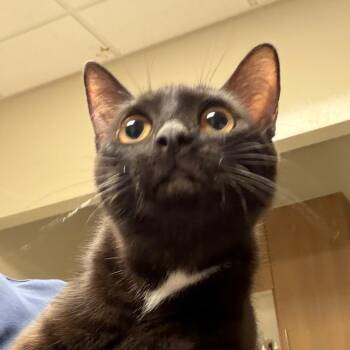 Sally -  Domestic Short Hair Cat for Adoption in Reno, Nevada - Sally | PetCurious