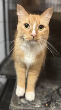Cheddar -  Domestic Long Hair Cat for Adoption in Navarre, Florida - Cheddar | PetCurious