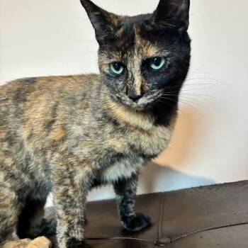 Jackie -  Tortoiseshell Cat for Adoption - Jackie | PetCurious