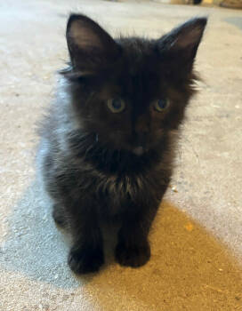 Rescue Domestic Long Hair Cats for Adoption in Camden, South Carolina - Pepper Jack (Available For Pre-adoption) | PetCurious