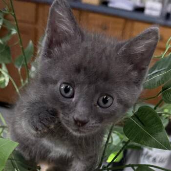 Squench -  Domestic Short Hair Cat for Adoption in Lebanon, Kentucky - Squench | PetCurious