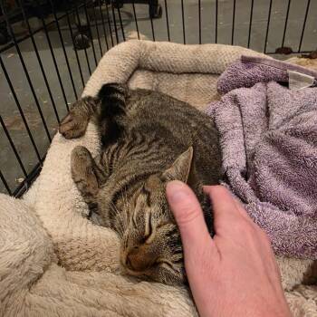 Stevie Nicks -  Domestic Short Hair Cat for Adoption in Brentwood, Missouri - Stevie Nicks | PetCurious