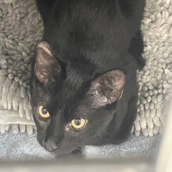 Domestic Short Hair Cats Available for Adoption in Port Charlotte, Florida - Flip Flop | PetCurious