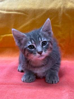 Maxwell -  Domestic Medium Hair Cat for Adoption in Vacaville, California - Maxwell | PetCurious