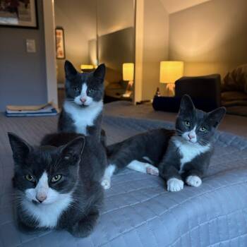 H kitties -  Domestic Short Hair Cat for Adoption in Roxbury Township, New Jersey - H Kitties | PetCurious