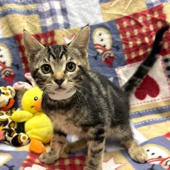 Domestic Short Hair Cats Available for Adoption in Rancho Cucamonga, California - KAIA | PetCurious