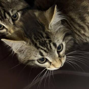 Echo -  Domestic Long Hair Cat for Adoption in Des Moines, Iowa - Echo | PetCurious
