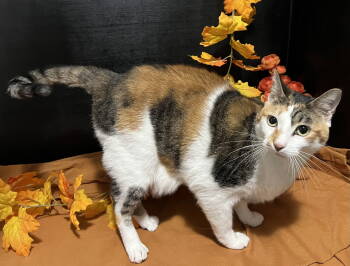 Rescue Calico and Domestic Short Hair Cats for Adoption in Fayetteville, Georgia - Callie | PetCurious
