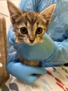 Supra -  Domestic Short Hair Cat for Adoption in Raleigh, North Carolina - Supra | PetCurious