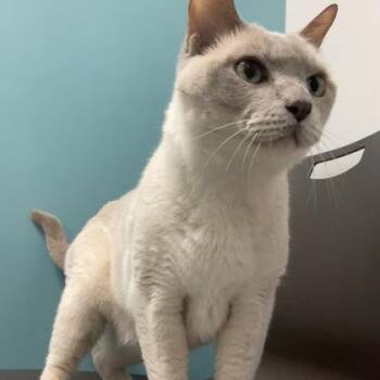 March -  Domestic Short Hair Cat for Adoption in Janesville, Wisconsin - March | PetCurious