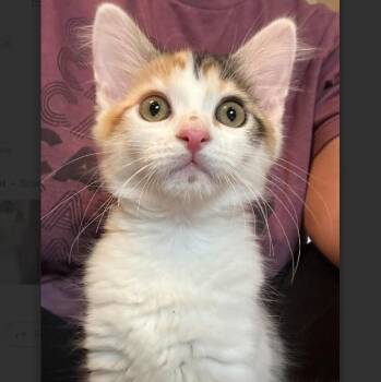 Sprinkles Meding -  Domestic Medium Hair Cat for Adoption in Morrison, Colorado - Sprinkles Meding | PetCurious