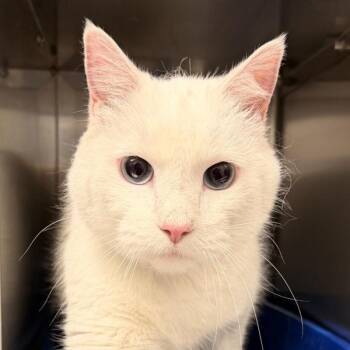Billy -  Domestic Short Hair Cat for Adoption in Golden, Colorado - Billy | PetCurious