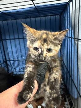Millie -  Domestic Short Hair Cat for Adoption in Cincinnati, Ohio - Millie | PetCurious