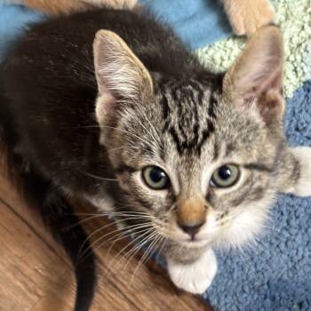 Rescue Domestic Short Hair Cats for Adoption in Los Angeles, California - Houdini | PetCurious