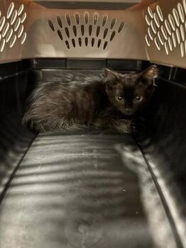 Dracula- ADOPTED -  Domestic Short Hair Cat for Adoption in Atlanta, Georgia - Dracula- ADOPTED | PetCurious