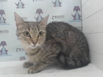 ECHO -  Domestic Short Hair Cat for Adoption in Orlando, Florida - ECHO | PetCurious
