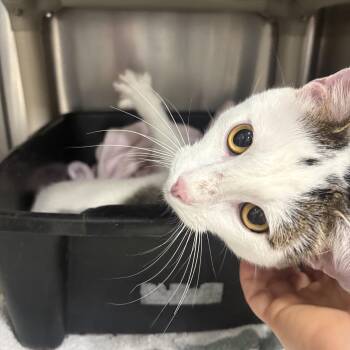 Ralph -  Domestic Short Hair Cat for Adoption in Saint Charles, Missouri - Ralph | PetCurious