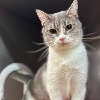 Domestic Short Hair Cats Available for Adoption in Nantucket, Massachusetts - Julianna | PetCurious
