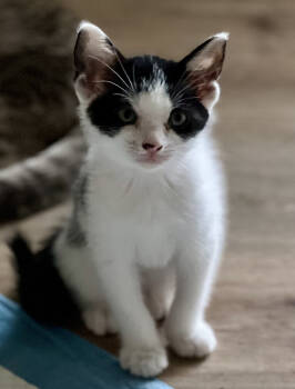 Rescue Domestic Short Hair Cats for Adoption in Powder Springs, Georgia - Prince | PetCurious