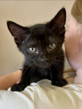 Zenith -  Domestic Short Hair Cat for Adoption in Decatur, Illinois - Zenith | PetCurious