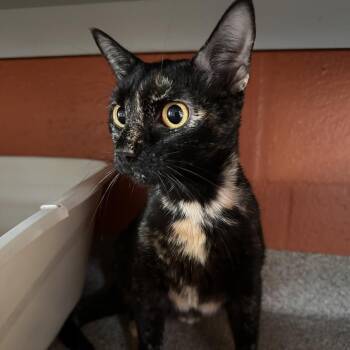 Boots -  Domestic Short Hair Cat for Adoption in Sarasota, Florida - Boots | PetCurious