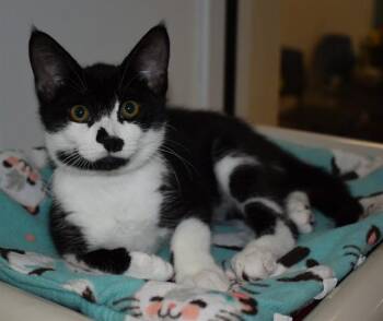 CHRISTINA -  Domestic Short Hair Cat for Adoption in Sarasota, Florida - CHRISTINA | PetCurious