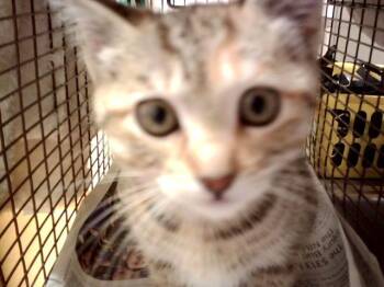 KITTY -  Domestic Short Hair Cat for Adoption in Martinez, California - KITTY | PetCurious