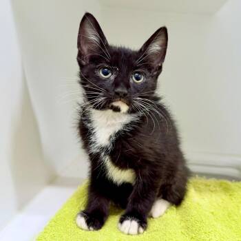 Domestic Short Hair Cats Available for Adoption in Phoenix, Arizona - Knit | PetCurious