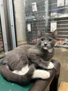Rogue -  Domestic Short Hair Cat for Adoption in Fort Worth, Texas - Rogue | PetCurious