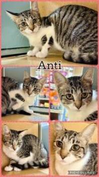 ANTI -  Tabby Cat for Adoption in Lawton, Oklahoma - ANTI | PetCurious