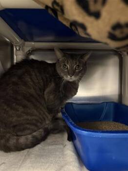 Rescue Domestic Short Hair Cats for Adoption in Montreal, Quebec - Merlin | PetCurious