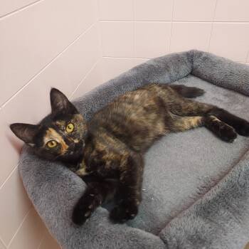 Sparrow -  Tortoiseshell Cat for Adoption in Libby, Montana - Sparrow | PetCurious
