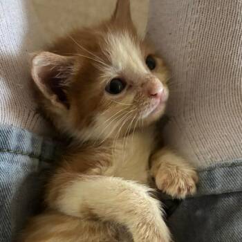 Paprika -  Domestic Short Hair Cat for Adoption in Normal, Illinois - Paprika | PetCurious