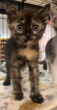 Domestic Short Hair Cats Available for Adoption in Lockhart, Texas - Cub | PetCurious
