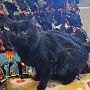 Rescue Domestic Long Hair Cats for Adoption in Idaho Falls, Idaho - Katara | PetCurious