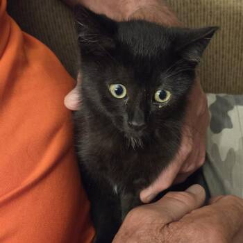 Saskatchewan -  Domestic Short Hair Cat for Adoption in Edwardsville, Illinois - Saskatchewan | PetCurious