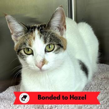 Willow -  Domestic Short Hair Cat for Adoption in Skokie, Illinois - Willow | PetCurious