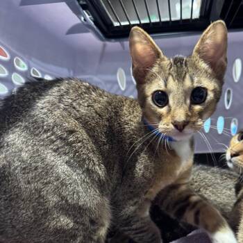Brooks -  Domestic Short Hair Cat for Adoption in Tampa, Florida - Brooks | PetCurious