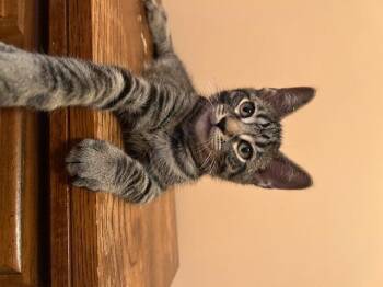 Rescue Domestic Short Hair Cats for Adoption in Hagerstown, Maryland - DOUGLAS | PetCurious