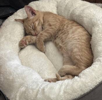 Garfield -  Domestic Short Hair Cat for Adoption in Lafayette, Colorado - Garfield | PetCurious