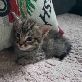 Frankie_2 -  Domestic Short Hair Cat for Adoption in Los Angeles, California - Frankie_2 | PetCurious